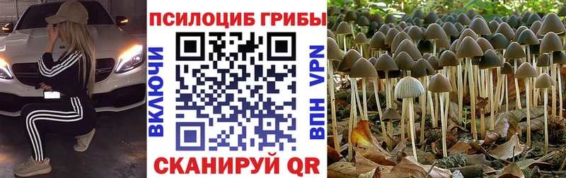 Псилоцибиновые грибы мицелий  Кочубеевское 